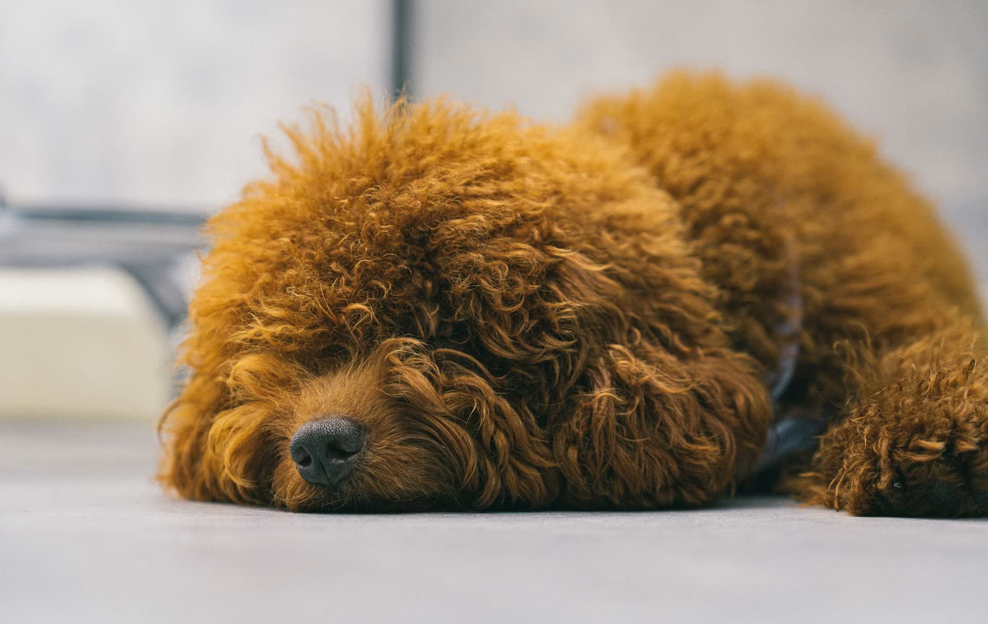Employee working from home with their dog, FurSure pet insurance benefit